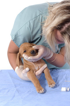 jeune chien chez le v&eacute;t&eacute;rinaire