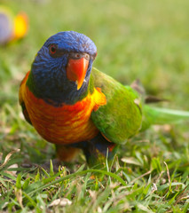 parrot
