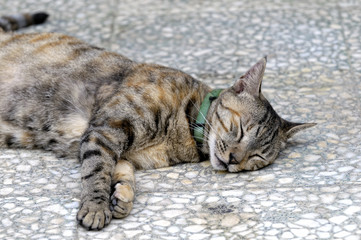 Chat domestique dormant sur le sol