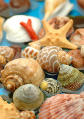 Shells