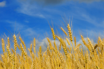 Wheat field