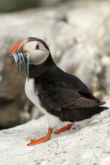 Puffin with fish in its beak