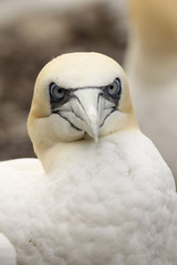 Northern gannet