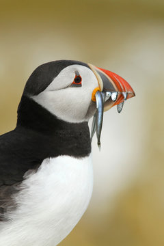 Puffin With Fish In Its Beak