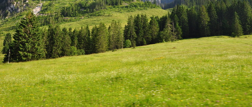 alpage...verdure en juillet