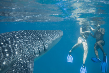 Whale shark - Walhai