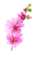 Fototapeta na wymiar Pink malva flowers