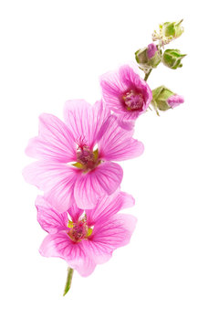 Pink malva flowers