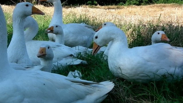 Video oche in mezzo al prato HD