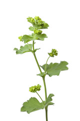 Lady's mantle butts and leaves