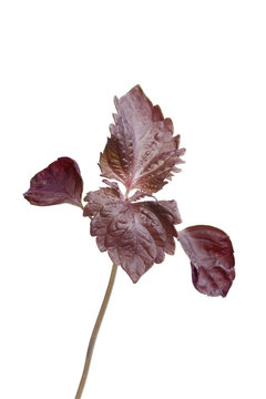 Red shiso leaves