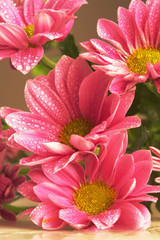 chrysanthemum pink