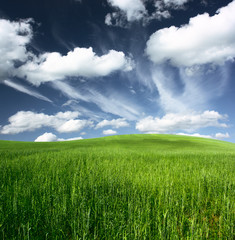 Obraz premium Meadow