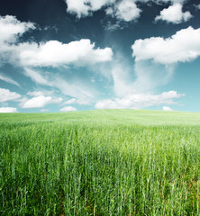 Obraz premium Meadow