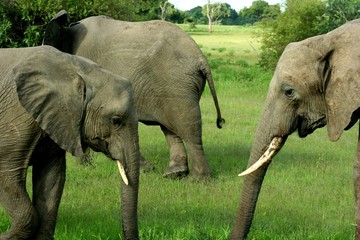 Zambia Elephants