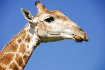 Obraz premium Giraffe