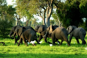 Foto op Aluminium Zambia Elephants © Curioso.Photography