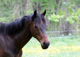 Obraz premium Cheval