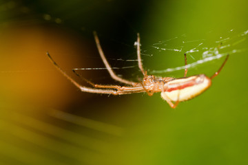 Spider of the Tetragnathidae family in it's Web