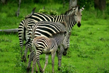 Zambia Zebras