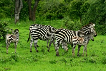 Fototapeta na wymiar Zambia Zebras