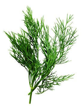 fresh dill herb isolated on the white