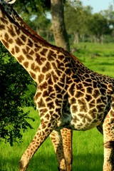 Obraz premium Zambia Giraffe