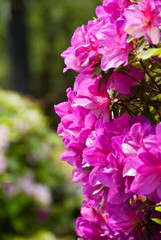 A cluster of cascading pink azaleas