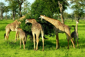 Zambia Giraffe