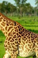 Zambia Giraffe