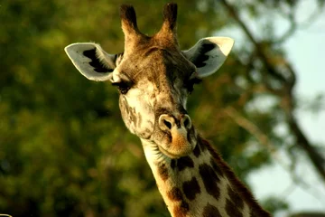 Foto op Aluminium Zambia Giraffe © Curioso.Photography