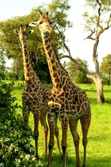 Zambia Giraffe