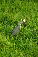 Naklejka premium Zambia Birds