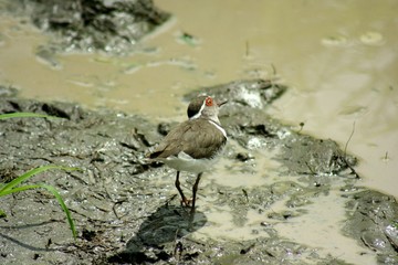 Zambia Birds