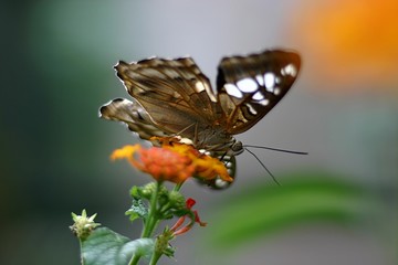 Schmetterling (Lepidoptera) auf Blüten