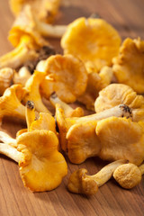fresh chanterelle mushrooms