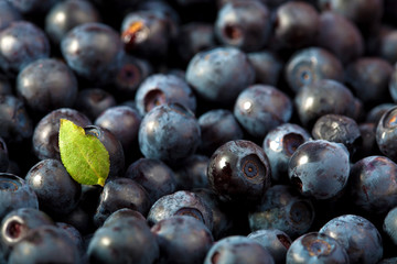 fresh blueberries background