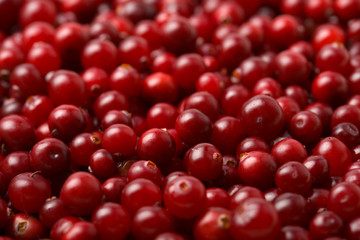 red cranberries background