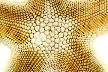 squelette calcaire &eacute;toile de mer, fond blanc