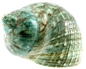 coquillage, fond blanc