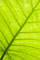 Green leaf surface
