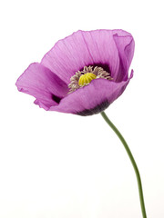 Schlafmohn Blüte