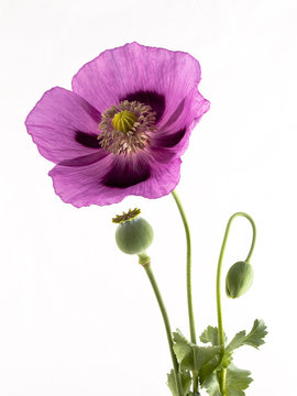 Schlafmohn Bl&uuml;te Knospe und Kapsel