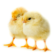 Obraz premium Two Chickens