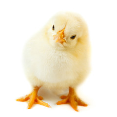 Obraz premium kurczak