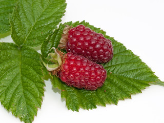 Taybeere - Tayberry © M. Schuppich