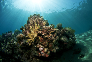 Fototapeta na wymiar underwater sceane