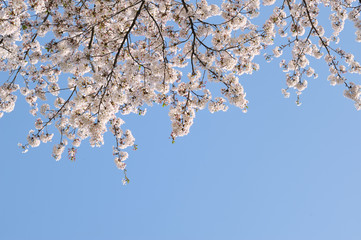 桜 背景青空-01