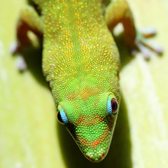 lézard vert