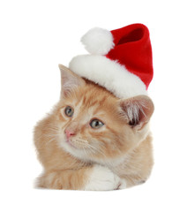 Christmas kitten